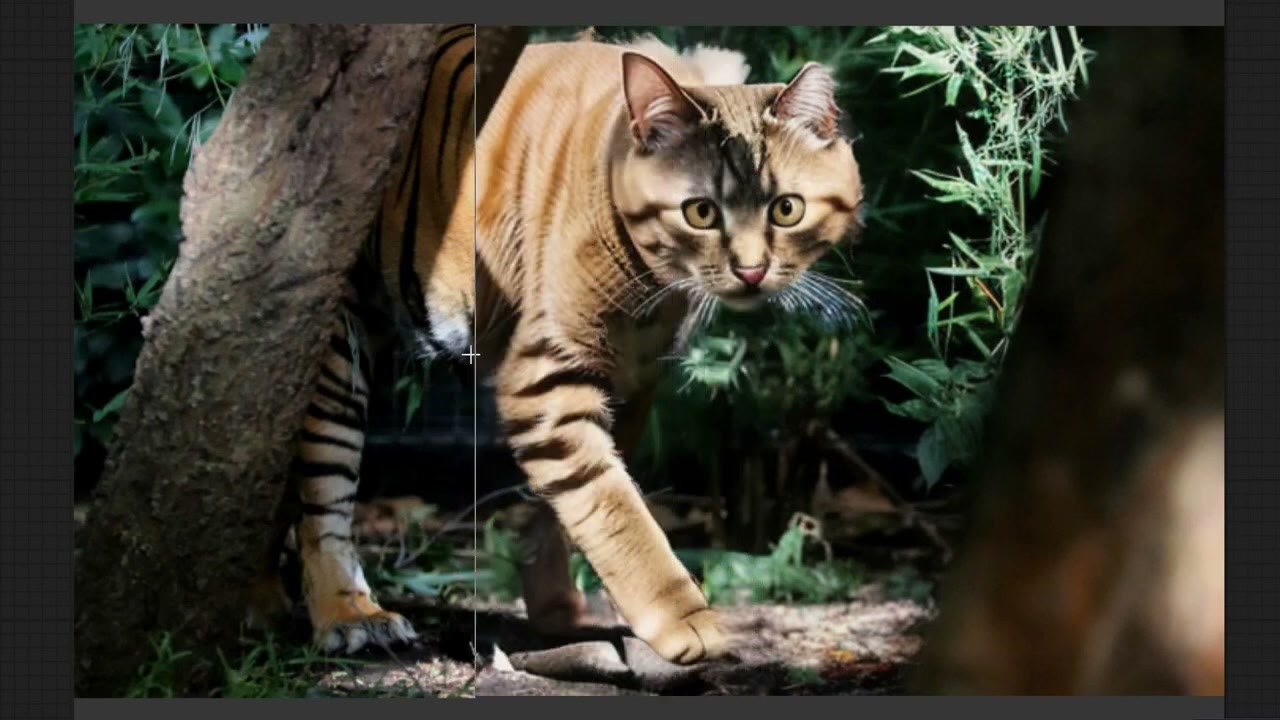 The tiger replaced by a tabby cat walking through the same jungle scene